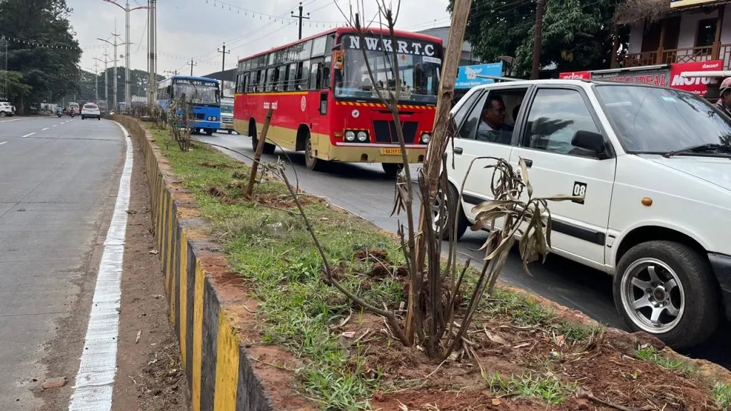Trees on the dividers have become 'decorative'