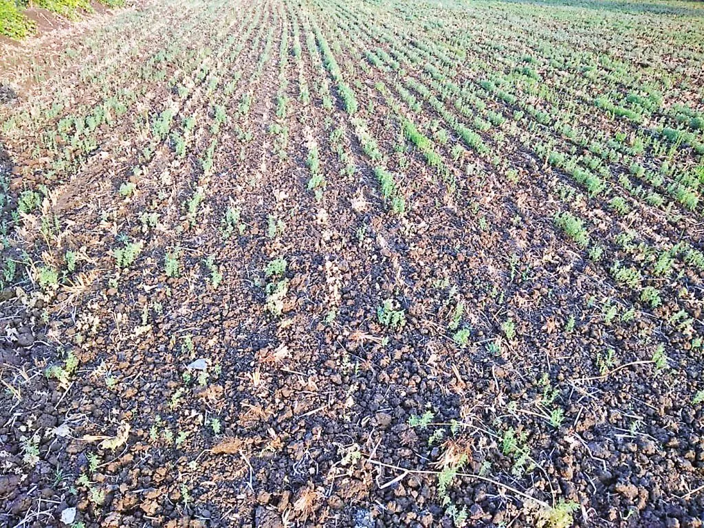 Cold climate conducive to cereal crops