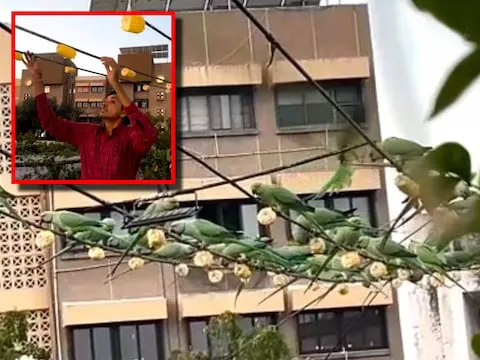 दिवसभर पोपटांच्या संगतीत In the company of parrots all day long