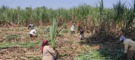 Where to get sugarcane harvesters?