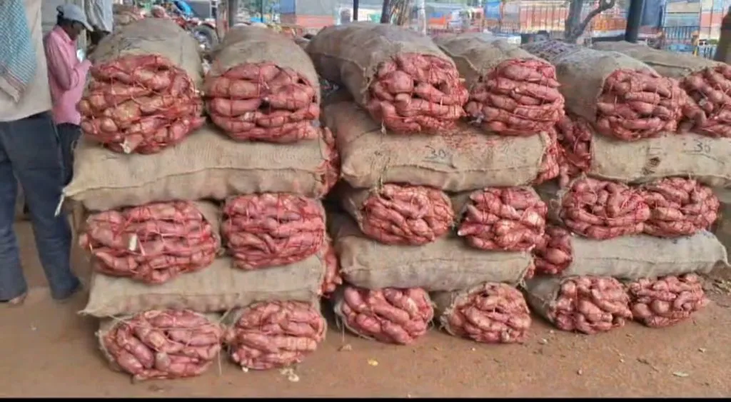 Onion-potato prices stable: Sweet potato prices drop by Rs 400