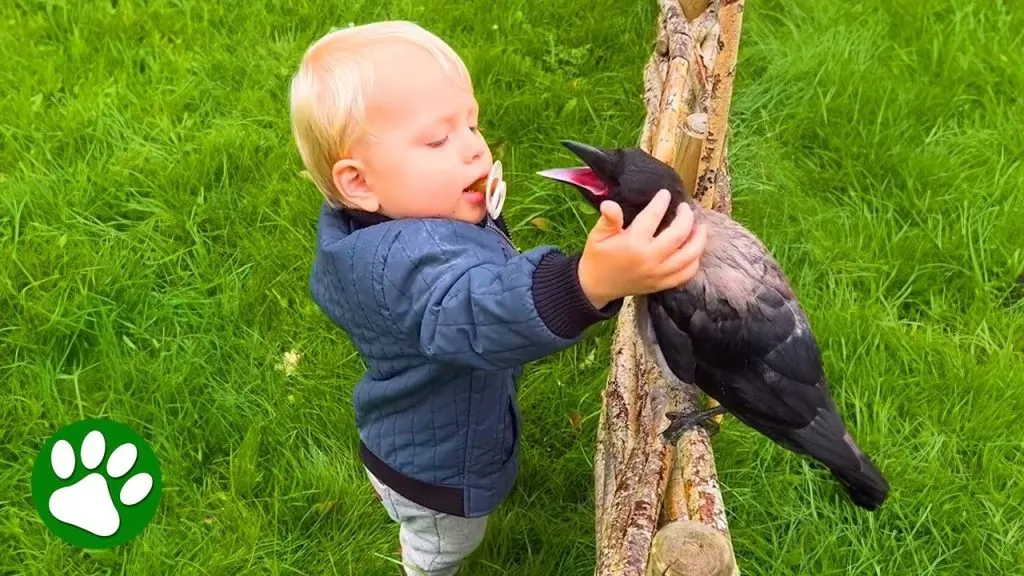 Crow's friendship with a 2-year-old baby