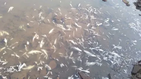 'Varana', aquatic life in Panchganga in danger