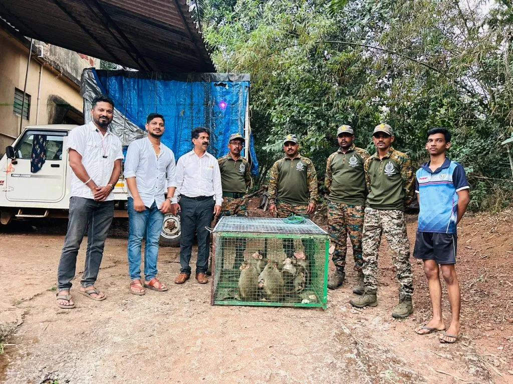 बांद्यात ३१ माकडे पकडण्यात वनविभागाच्या जलद कृती दलाला यश