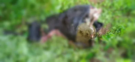 तेंडोली – खरावतेवाडीत बिबट्याच्या हल्ल्यात बैल ठार