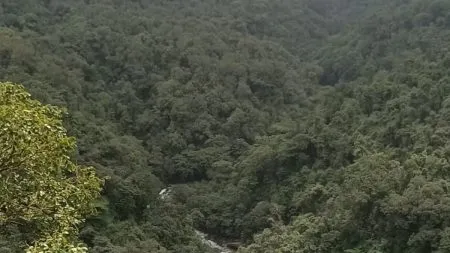 भारतातील वन आच्छादनात झाली वाढ Forest cover in India has increased