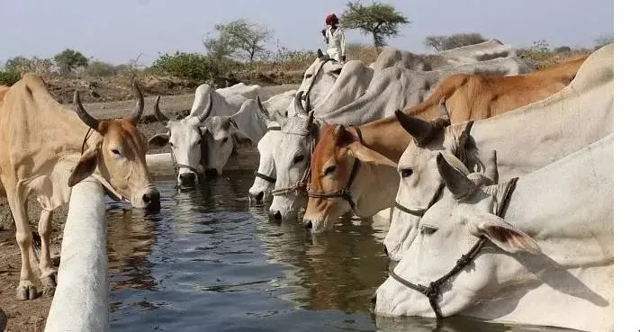 Animal census campaign begins in the district
