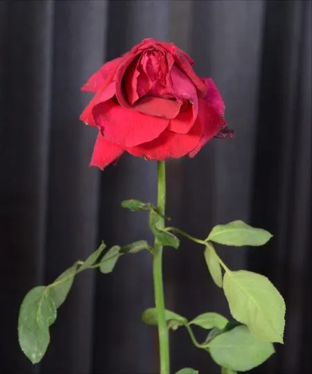 Sanjay Ghodawat Group wins the title of 'King and Queen'