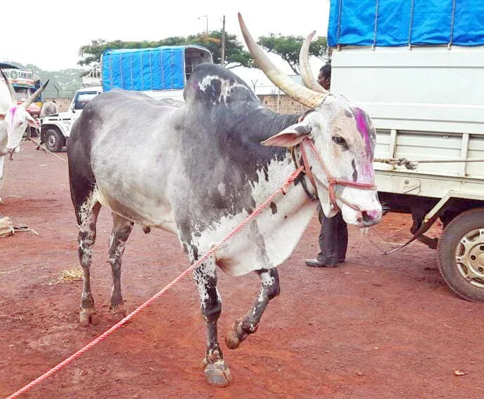 Shamya Bail of Angol behind the scenes