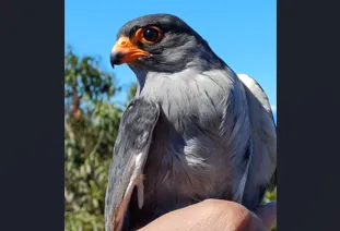 Amur hare travels 7,300 kilometers in 13 days