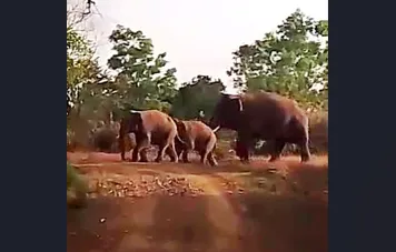 The elephant family, consisting of four cubs and their parents, arrived.