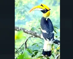 Creation of 'Dhanesh' edible tree nursery in Chiplun