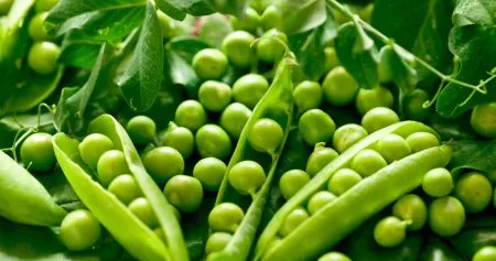 थंडीच्या दिवसात मटार खा आणि मधुमेह नियंत्रणात ठेवा Eat peas during cold days and keep diabetes under control