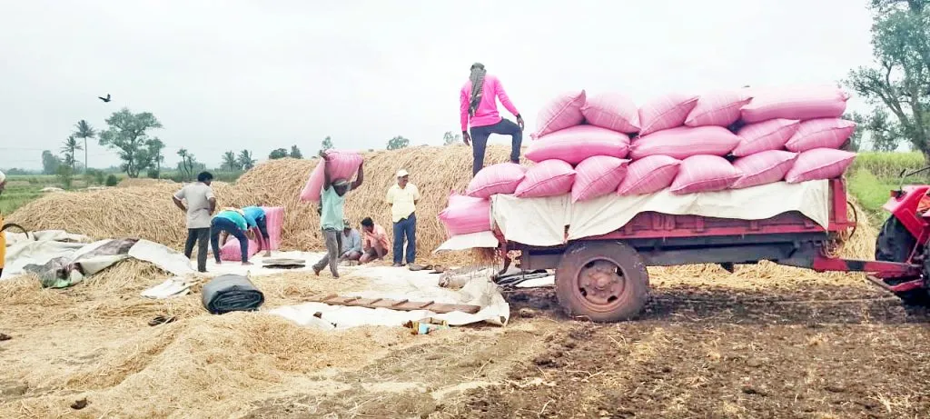 Indrayani rice prices increase slightly