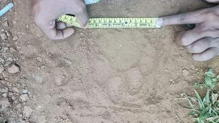 जिल्ह्यात प्रथमच आढळल्या पट्टेरी वाघाच्या पाऊलखुणा ! For the first time, footprints of a striped tiger were found in the district!