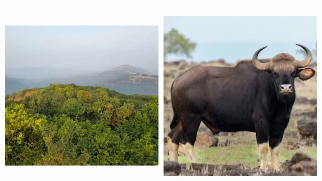 Dajipur Sanctuary closed to tourists on the arrival of the New Year