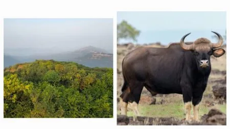 Dajipur Sanctuary closed to tourists on the arrival of the New Year