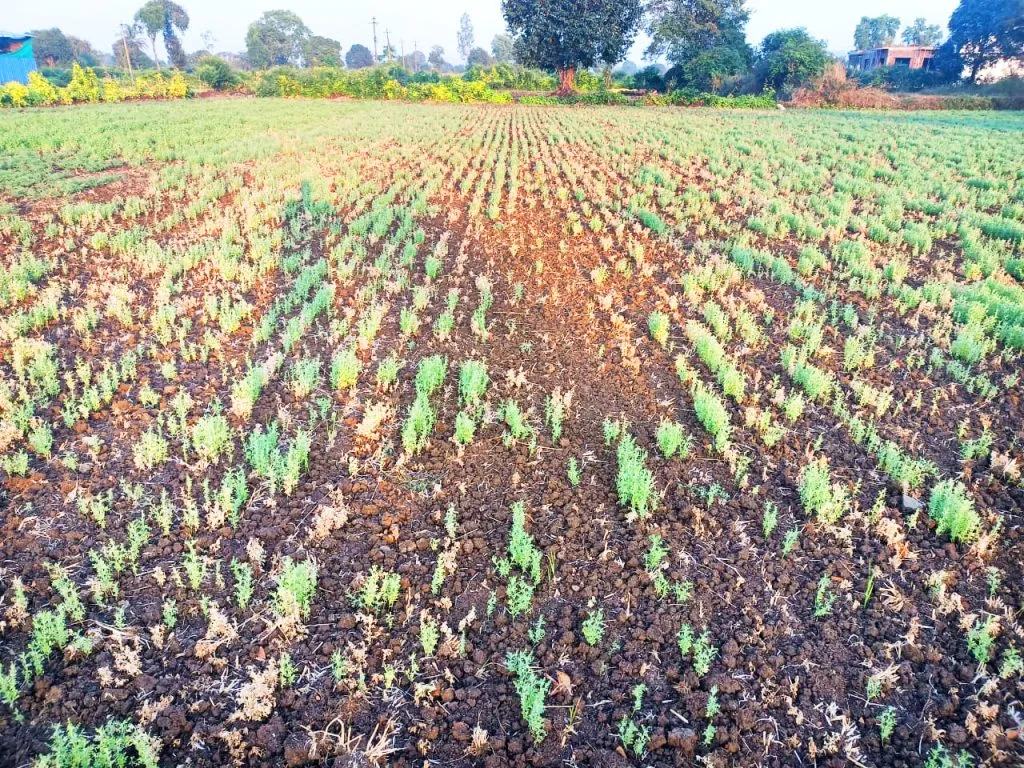 Lentils hit by fungal disease in Yellur area