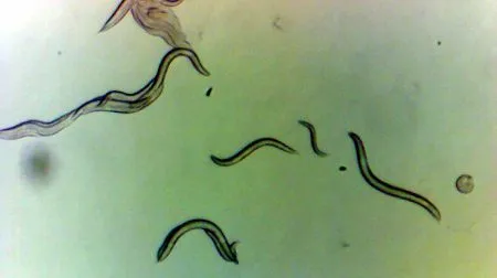 Chernobyl's supersport is dangerous