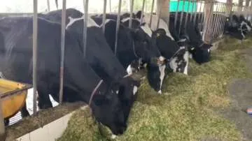 The cooling down of the vocal movement is causing damage.