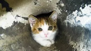 Kitten stuck in water pipeline