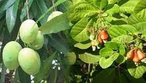 ‘आंबा-काजू’वर करपा रोगाची शक्यता Possibility of scab disease on mango-cashew