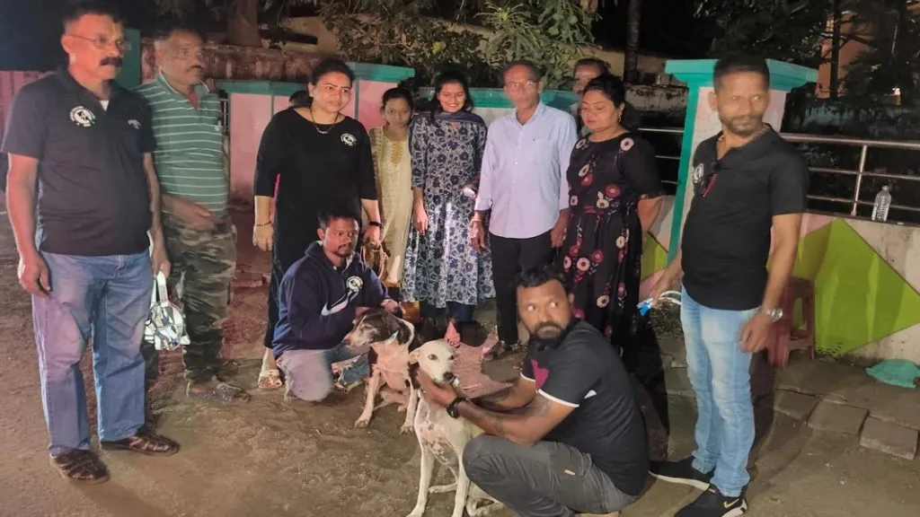 मालवणात भटक्या जनावरांना रेडियम बेल्ट