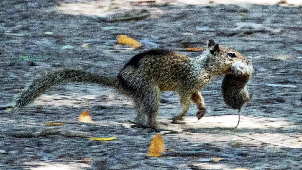 Khari became a non-vegetarian