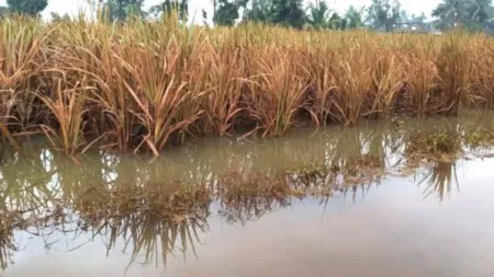 Compensation for flood-affected crops to be announced soon