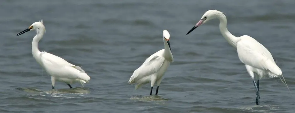 शुभ्र उरे मागे… White clouds behind...