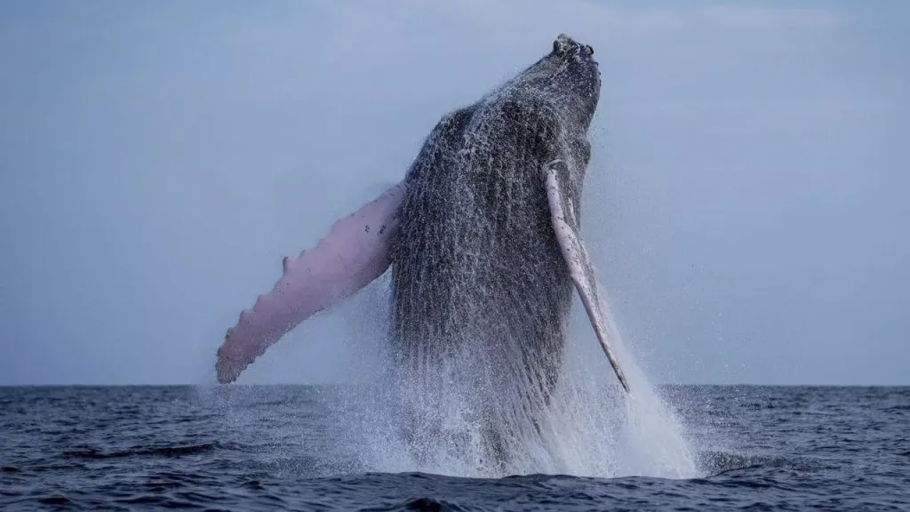 Whale crosses three seas in search of mate