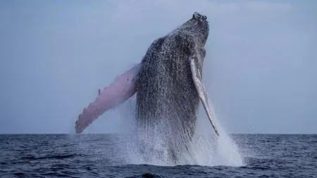 Whale crosses three seas in search of mate