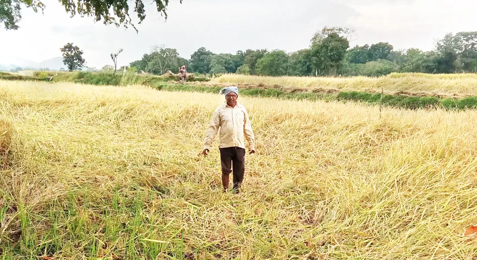 Elephants swarm in Naykol, Manikwadi area