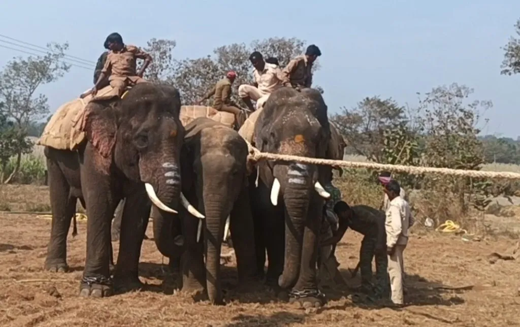 Forest department succeeds in capturing tusker elephant