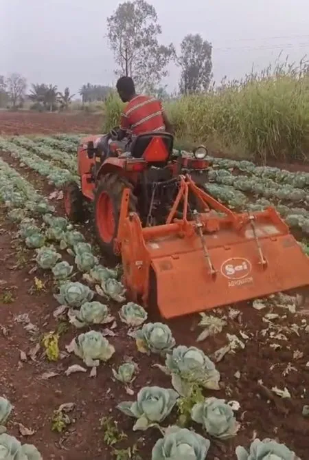 As prices fall, lentil farmers turn the rotor on cabbage