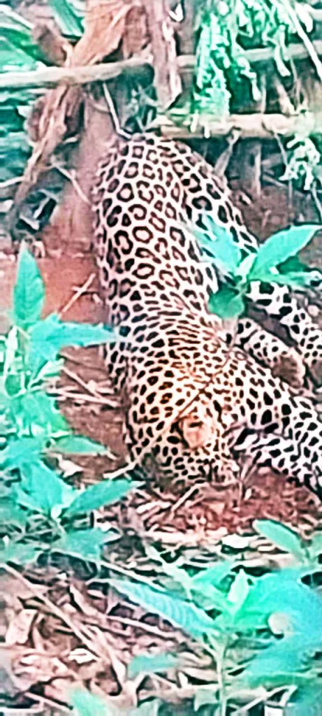 Leopard dies after being trapped in Nanus-Usgaon