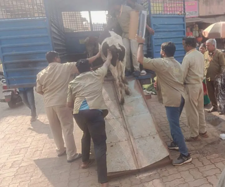 Municipal Corporation caught five stray animals