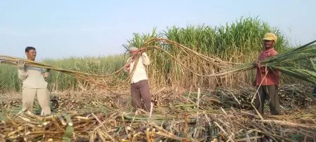 काळमवाडीत 70 गुंठ्यात 167 टन विक्रमी ऊस उत्पन्न Record sugarcane yield of 167 tons in 70 gunthas in Kalamwadi
