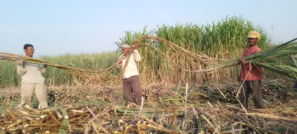 काळमवाडीत 70 गुंठ्यात 167 टन विक्रमी ऊस उत्पन्न Record sugarcane yield of 167 tons in 70 gunthas in Kalamwadi