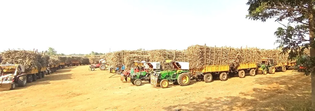 1.05 crore tonnes of sugarcane crushed in Belgaum district