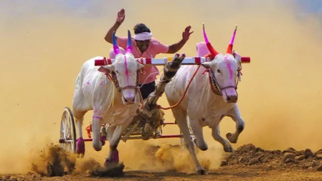 Grand bullock cart race on Sunday in Angol
