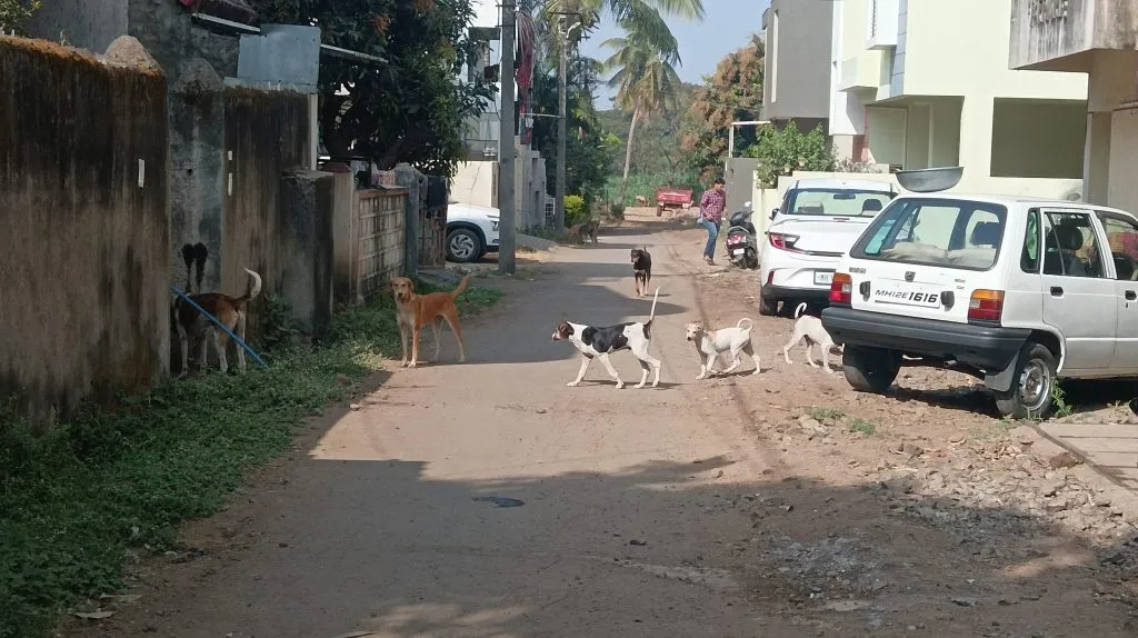 Stray dogs bite citizens in city areas