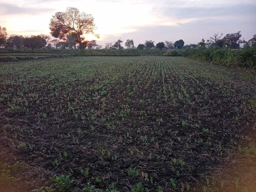 Disease outbreak in lentils, farmers worried