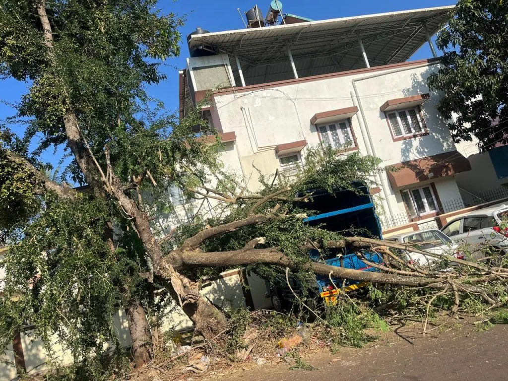 Vehicle damaged by falling tree branch