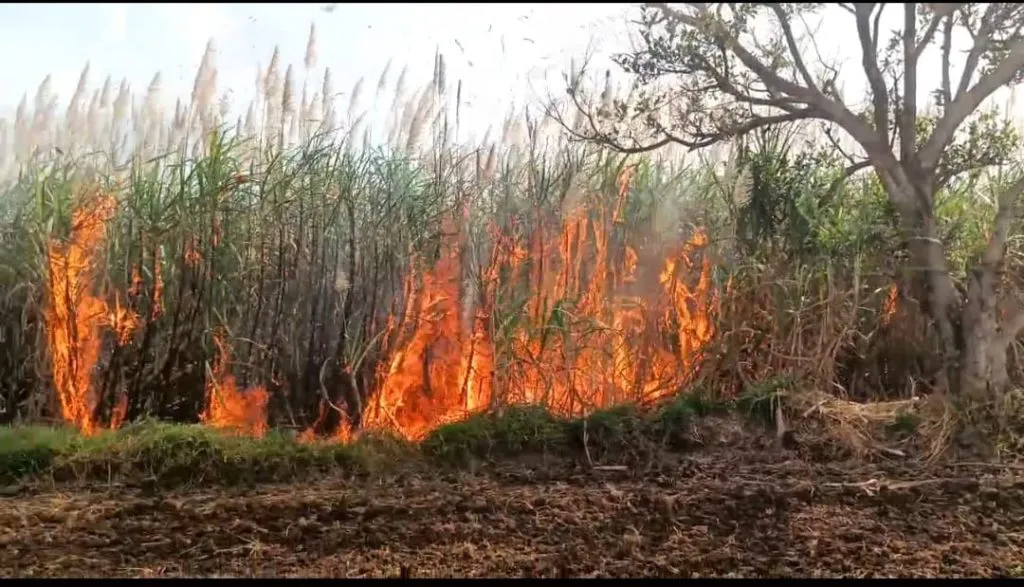 Eight acres of sugarcane in the fire
