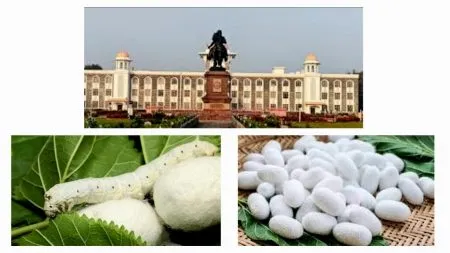 Emphasis on sericulture research at the university