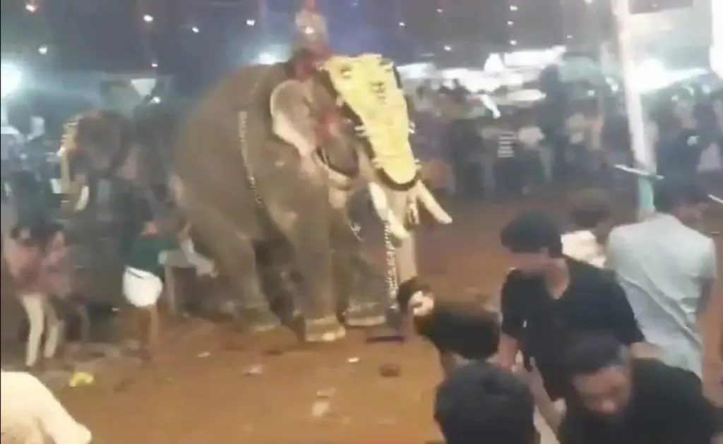 केरळमध्ये मंदिरात उत्सवादरम्यान हत्ती बिथरल्याने चेंगराचेंगरी Stampede after elephants stray into temple during festival in Kerala