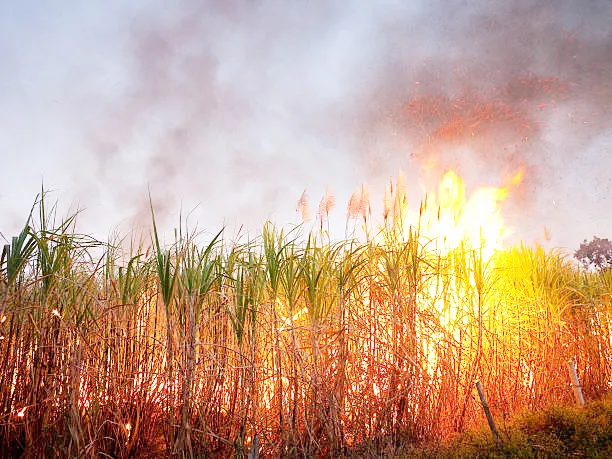 आगीत उसाची हानी झाल्यास भरपाई Compensation for loss of sugarcane in fire