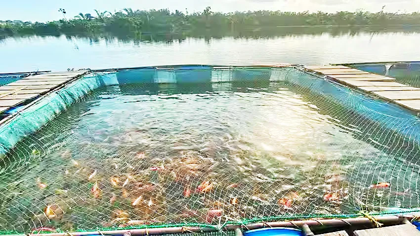 Fish production increases as lakes fill to full capacity