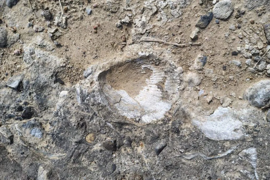 280 million year old marine fossil